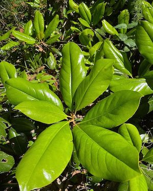 Magnolia grandiflora