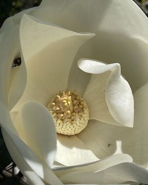 Magnolia grandiflora