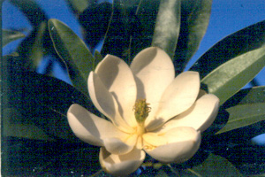 Magnolia virginiana