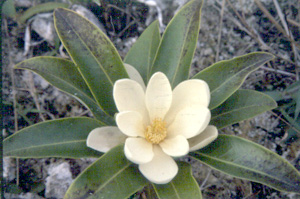 Magnolia virginiana