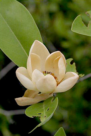 Magnolia virginiana