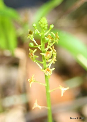 Malaxis spicata