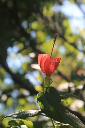 Malvaviscus arboreus