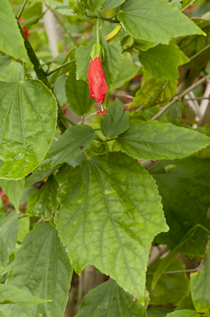 Malvaviscus penduliflorus