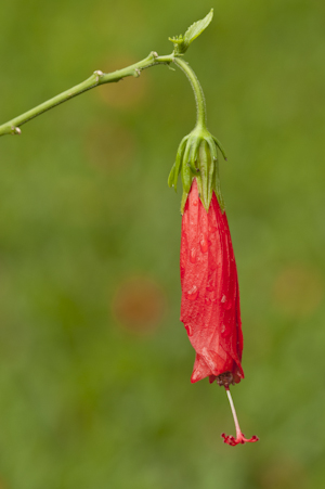 Malvaviscus penduliflorus