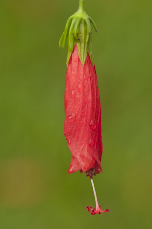 Malvaviscus penduliflorus