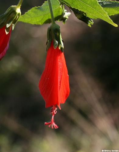 Malvaviscus penduliflorus