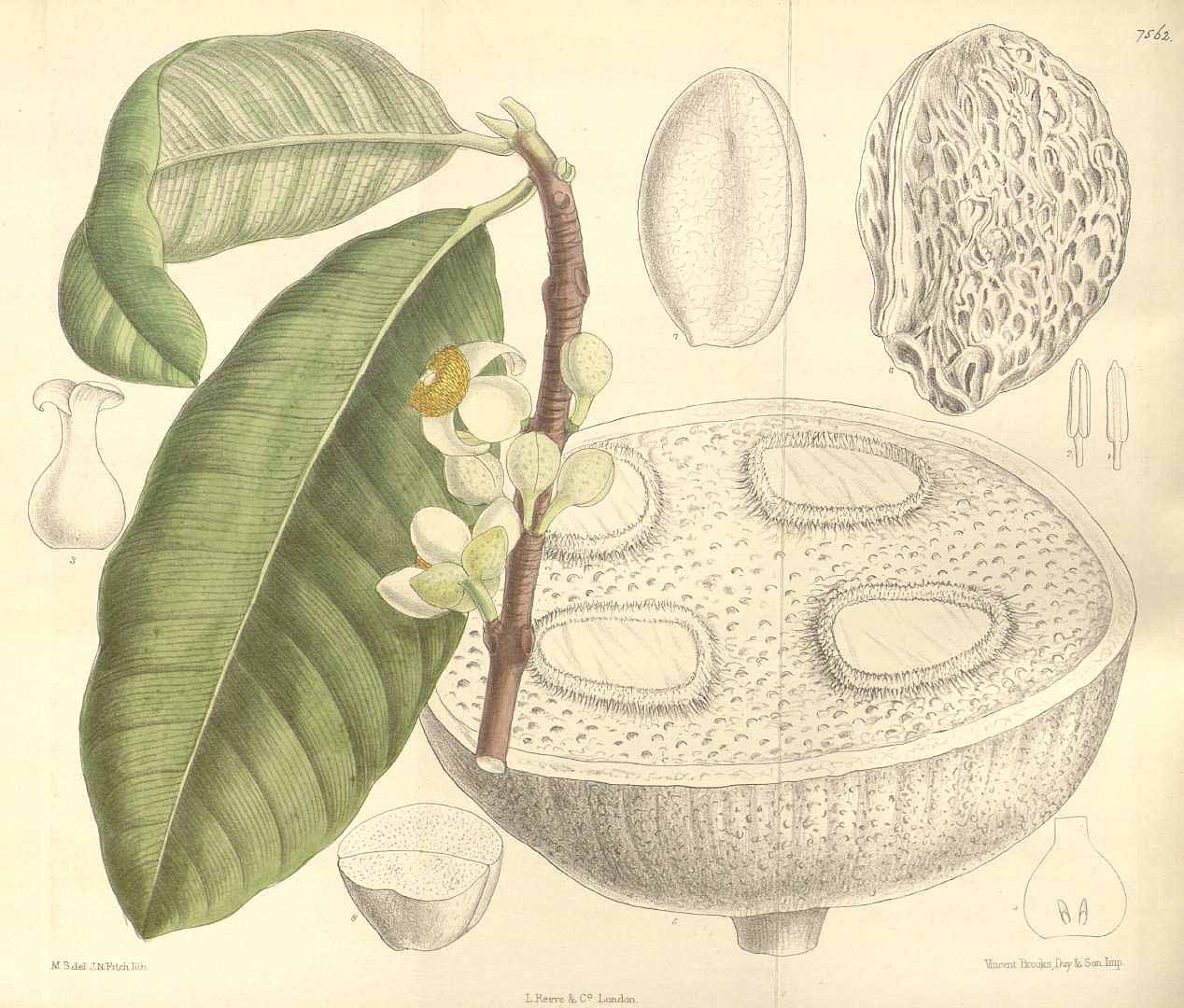 Mammea americana