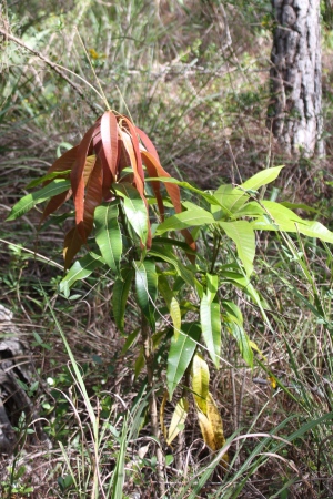 Mangifera indica