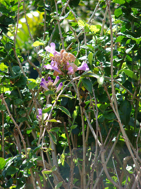 Mansoa hymenaea