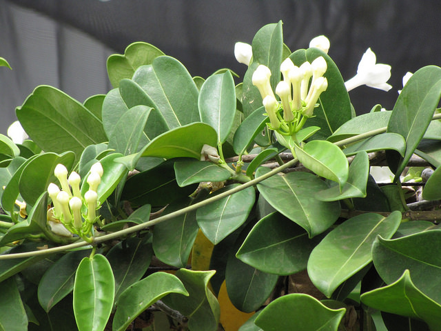 Marsdenia floribunda