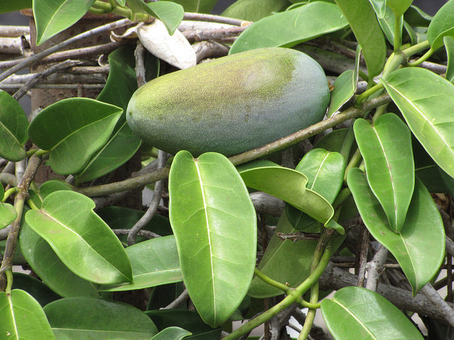 Marsdenia floribunda