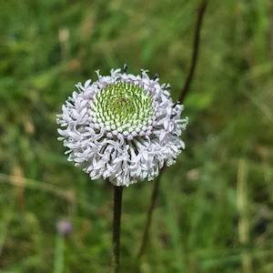 Marshallia tenuifolia