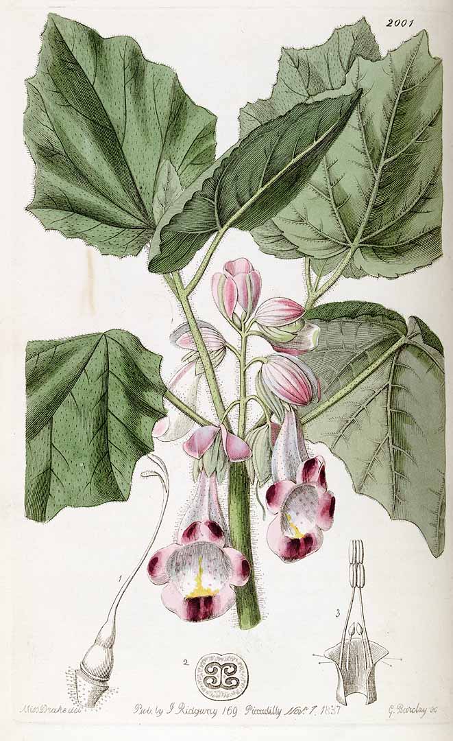 Martynia annua