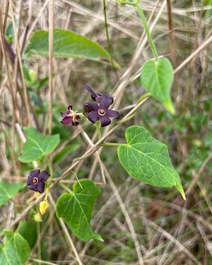 Matelea floridana