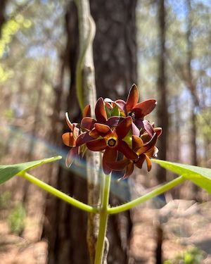 Matelea floridana