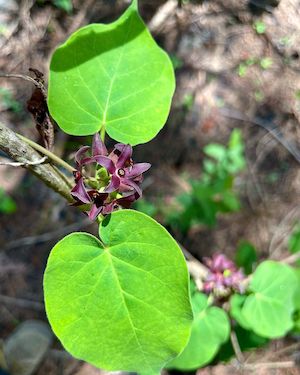 Matelea floridana