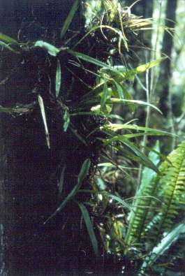 Camaridium micranthum