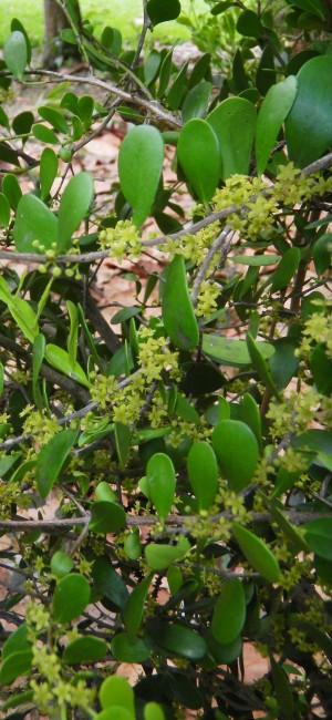 Maytenus buxifolia