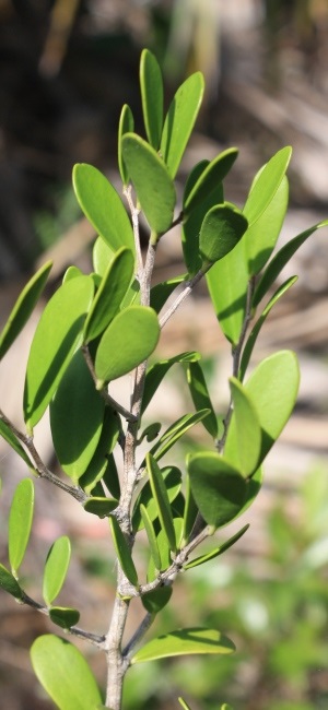 Maytenus buxifolia