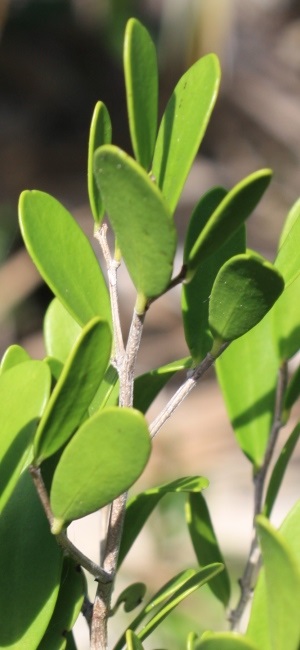 Maytenus buxifolia