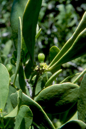 Maytenus phyllanthoides