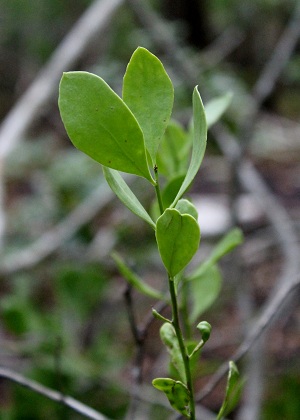 Maytenus phyllanthoides