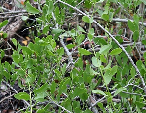 Maytenus phyllanthoides