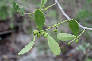 Maytenus phyllanthoides