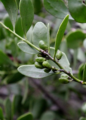 Maytenus phyllanthoides