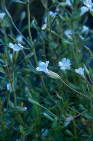 Mecardonia acuminata