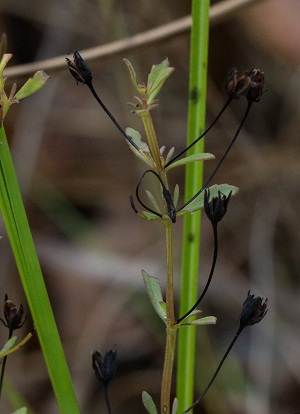 Mecardonia acuminata