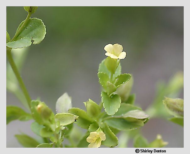 Mecardonia procumbens