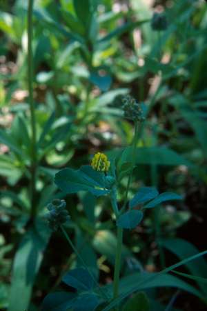 Medicago lupulina