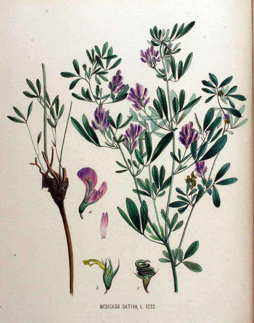 Medicago sativa