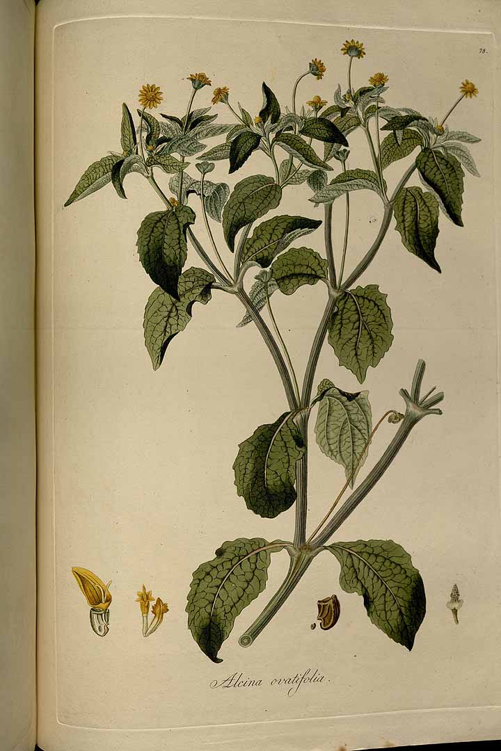 Melampodium divaricatum