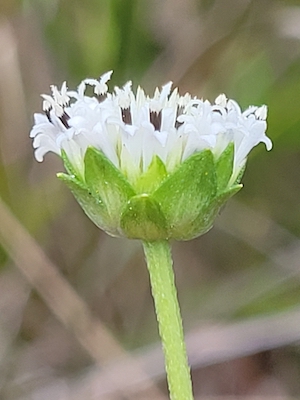 Melanthera nivea