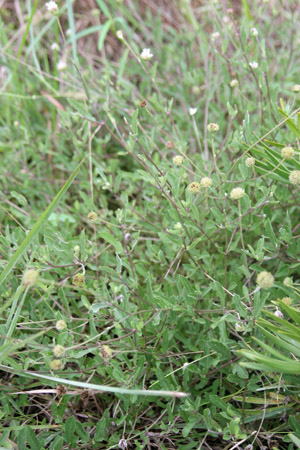 Melanthera parvifolia