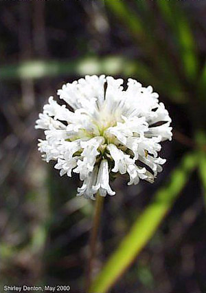 Melanthera parvifolia