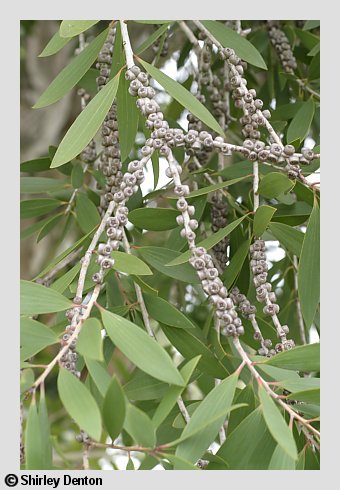 Melaleuca quinquenervia