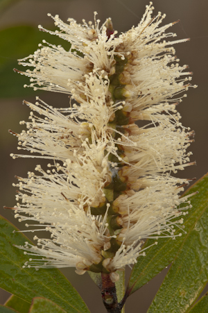 Melaleuca quinquenervia