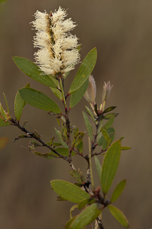 Melaleuca quinquenervia