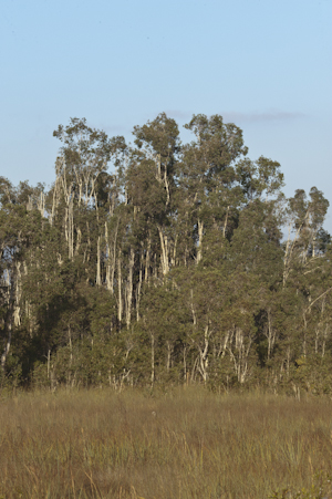 Melaleuca quinquenervia