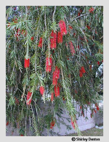 Melaleuca viminalis