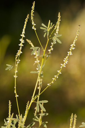 Melilotus albus