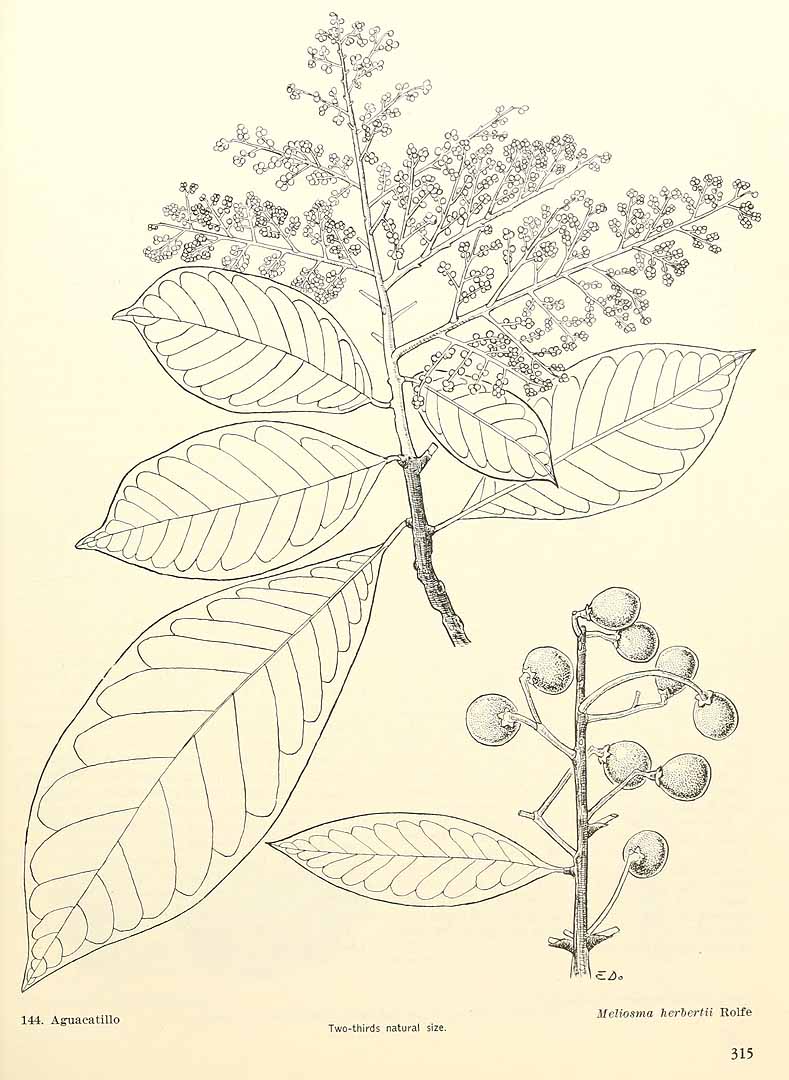 Meliosma herbertii