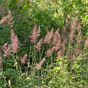 Melinis minutiflora