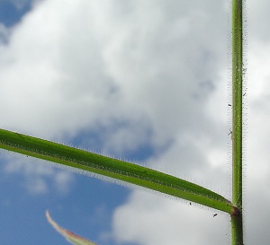 Melinis minutiflora