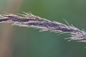 Melinis minutiflora