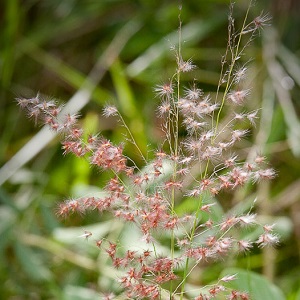 Melinis repens